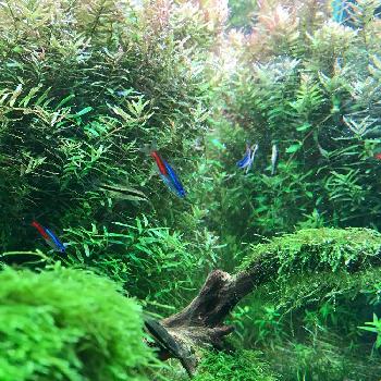 天野尚 Nature Aquarium展の投稿画像一覧 Greensnap グリーンスナップ