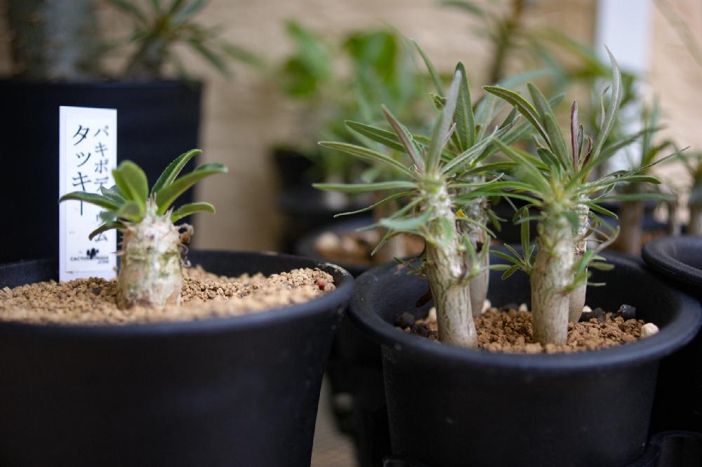 パキポディウム タッキーの投稿画像 By ぽかぽかなおさん パキポディウム グラキリスと多肉植物とpokapoka種まきとパキポディウム属と育てグラちゃんと実生の愉しみと実生と塊根植物とガーデニング 18月7月13日 Greensnap グリーンスナップ