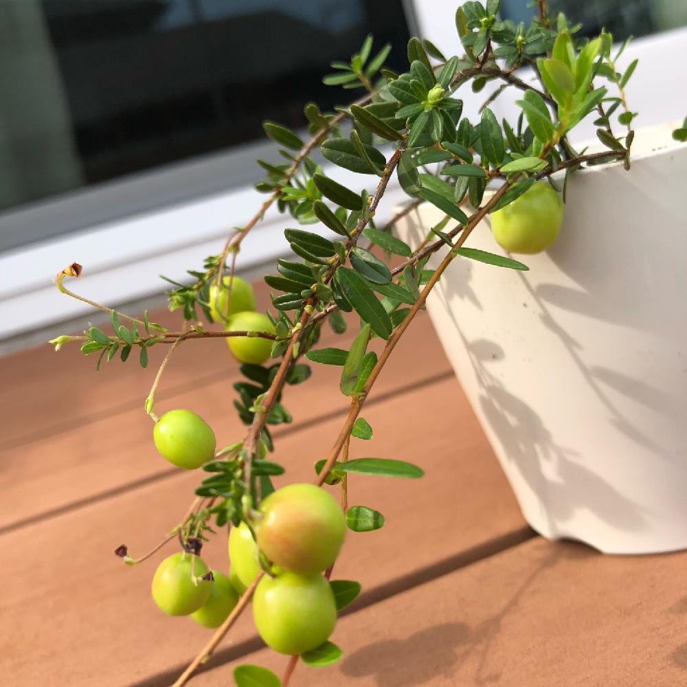 クランベリーの投稿画像 By Yurianさん ツルコケモモと初心者と東京と花壇とプラ鉢とマイガーデンと植中毒と我が家の花壇 18月7月13日 Greensnap グリーンスナップ