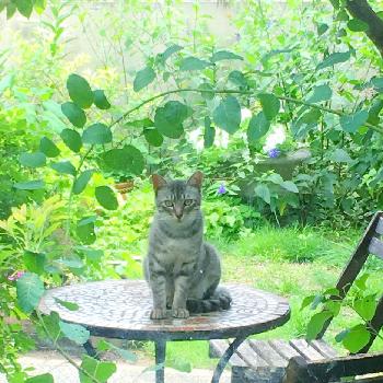 ノラ猫の画像 by るるちゃん♪さん | 小さな庭と南側窓辺とグリーンのある暮らしとマイガーデンとナチュラルガーデンとノラ猫とガーデンテーブルとネコとガーデニングと花のある暮らしと野良猫