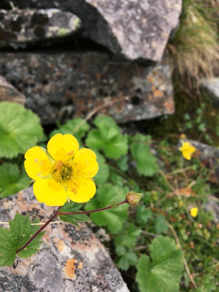 花のある暮らしの投稿画像 By Morimoriさん ミヤマダイコンソウと花のある暮らし 18月7月13日 Greensnap グリーンスナップ Greensnap グリーンスナップ 花のある暮らしの投稿画像 By Morimoriさん ミヤマダイコンソウと花のある暮らし 18月7月13日 Greensnap グリーンスナップ Greensnap グリーンスナップ