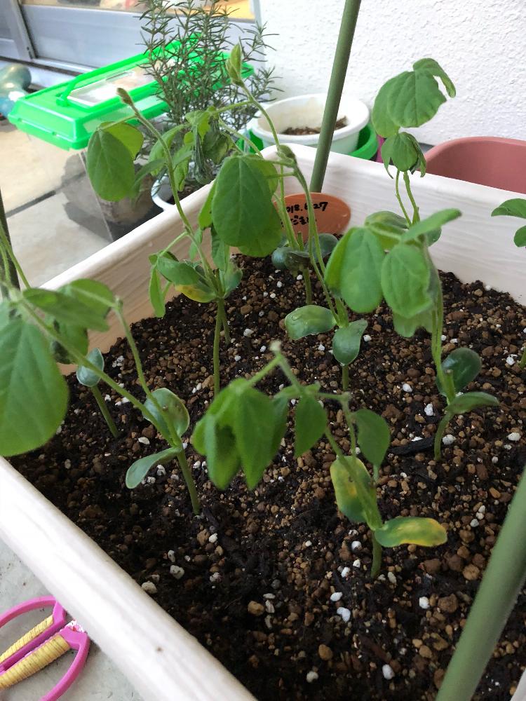 枝豆 白鳥の投稿画像 By Tomさん プチ家庭菜園と家庭菜園奮闘日記と週末ファーマーと種から枝豆 18月7月13日 Greensnap グリーンスナップ