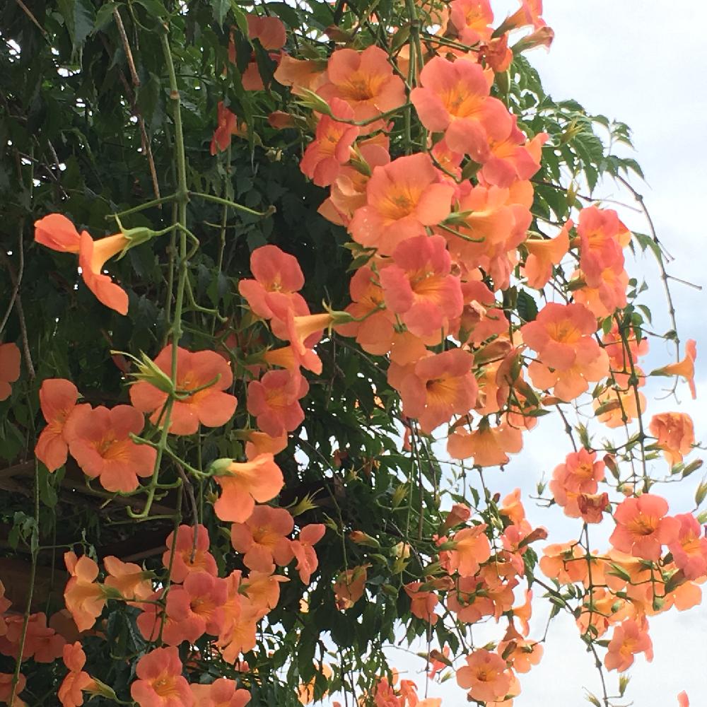 ノウゼンカズラの投稿画像 By りりこさん ノウゼンカズラ とgs映えとオレンジの花といっぱい咲いてたとオレンジ色ともりもりとノウゼンカズラの棚 18月7月13日 Greensnap グリーンスナップ