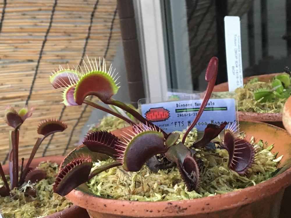Dionaea Fts Maroon Monster の投稿画像 By ガガンボさん ハエトリソウと食虫植物 18月7月13日 Greensnap グリーンスナップ