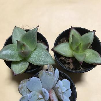 野原園芸の投稿画像一覧 Greensnap グリーンスナップ