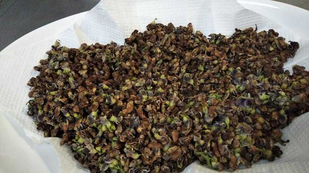 アピオス茶を作る Greensnap グリーンスナップ