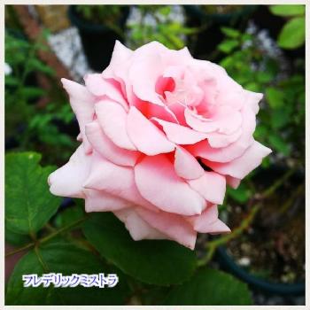 ヨトウムシの投稿画像一覧 Greensnap グリーンスナップ