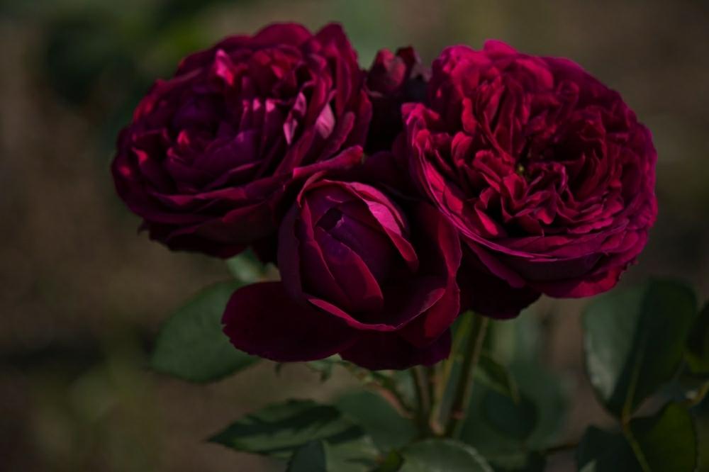 ザ プリンス 濃い赤紫の薔薇 の投稿画像 By Otoさん 薔薇園と有名人な名の薔薇と中之島公園 18月7月14日 Greensnap グリーンスナップ
