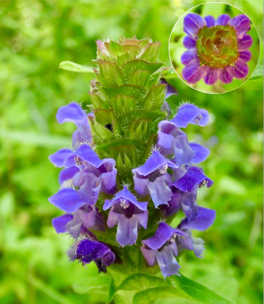 ウツボグサの投稿画像 By チョウサンさん 初夏のはなと山野草と薄紫色と植中毒と野草園と花のある暮らし 18月7月14日 Greensnap グリーンスナップ