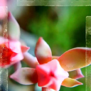 星の形 の投稿画像一覧 Greensnap グリーンスナップ