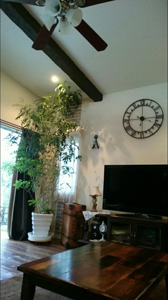シマトネリコの投稿画像 By Bu Bu Chanさん 南欧風と観葉植物とプロヴァンスと室内と成長記録 18月7月14日 Greensnap グリーンスナップ