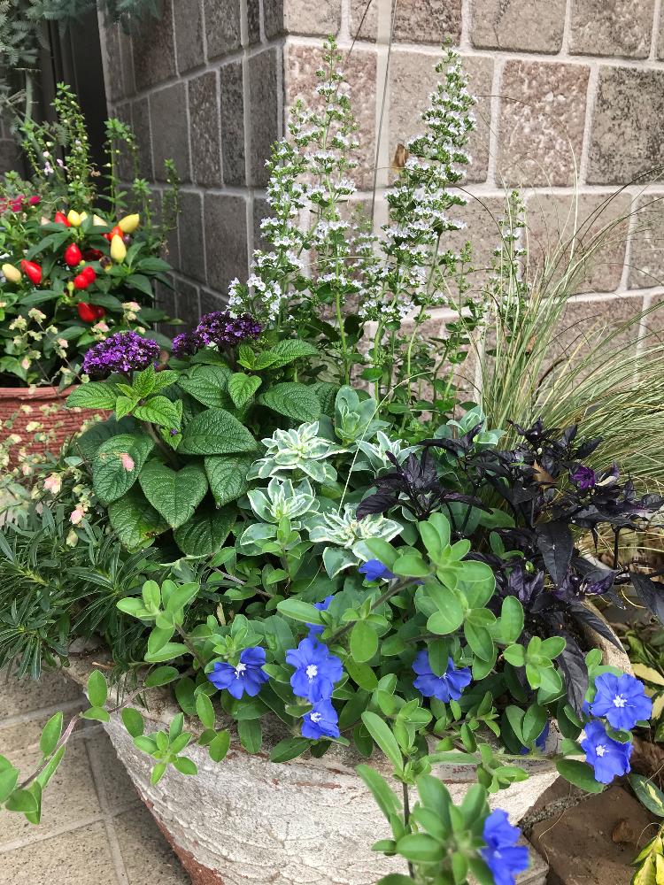 アメリカンブルーの投稿画像 By チロルさん よせ植えと梅雨明けと鉢植えのお花と青い花と新潟と花のある暮らし 18月7月14日 Greensnap グリーンスナップ