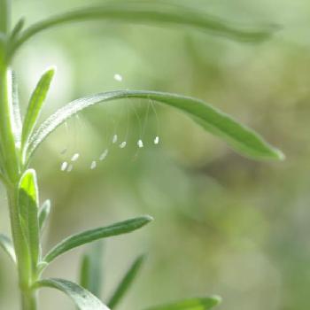 うどんげの花の投稿画像一覧 Greensnap グリーンスナップ