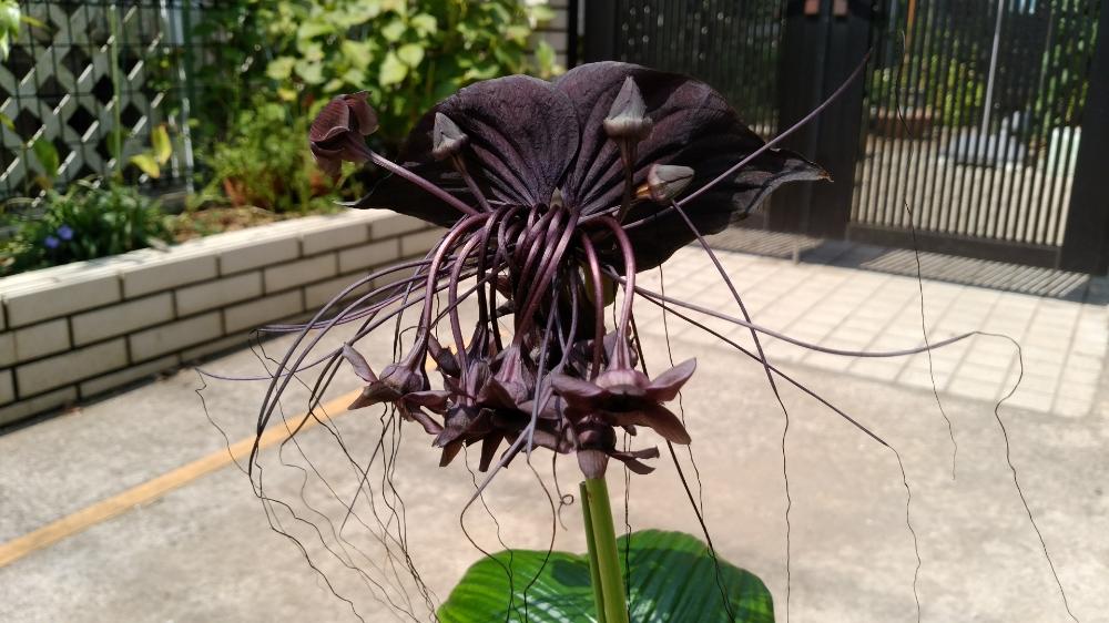 タッカ インテグリフォリアの投稿画像 By 主水さん レアと珍奇植物とタッカ属と葉っぱ好きと観葉植物と自然の神秘とタシロイモ科と不思議植物園と千葉県人会 18月7月14日 Greensnap グリーンスナップ