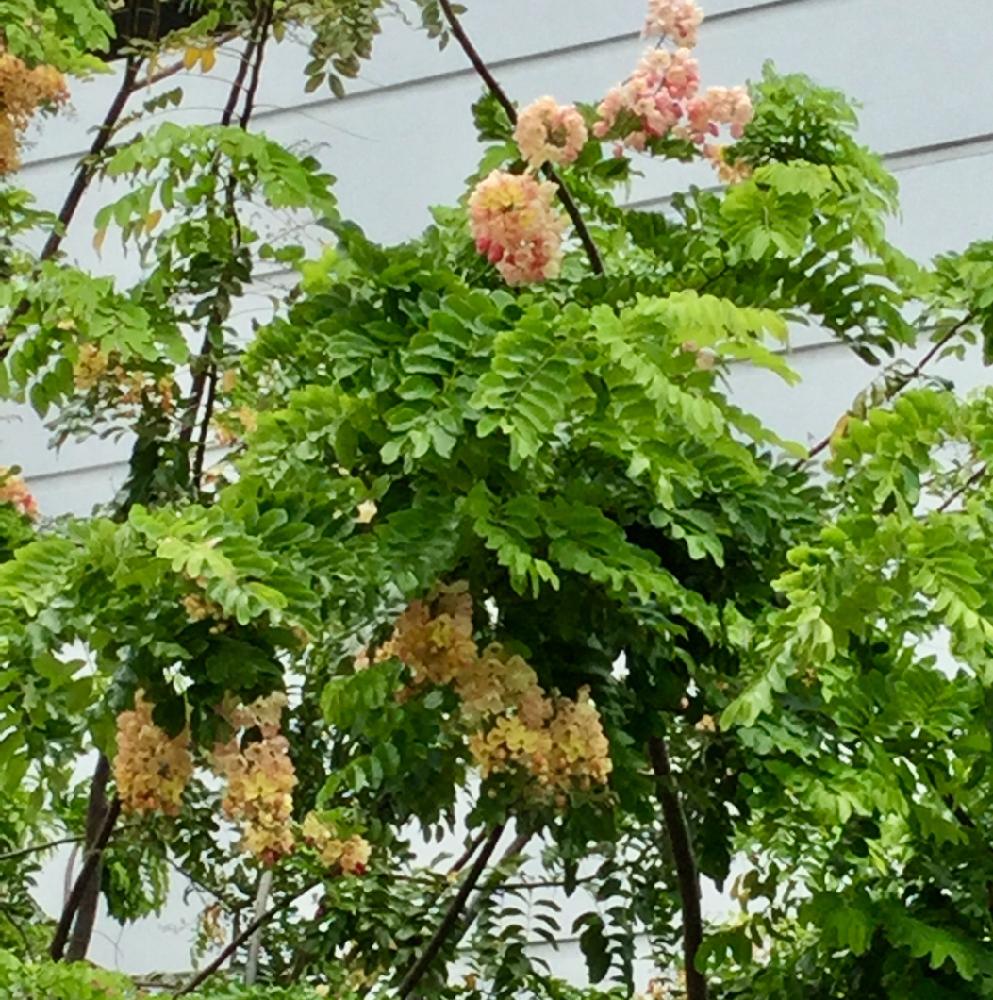 レインボーシャワーツリーの投稿画像 By Mint Teaさん 写真と南国の花とお気に入り と元気な花と花のある暮らし 2018月7月14日 Greensnap グリーンスナップ