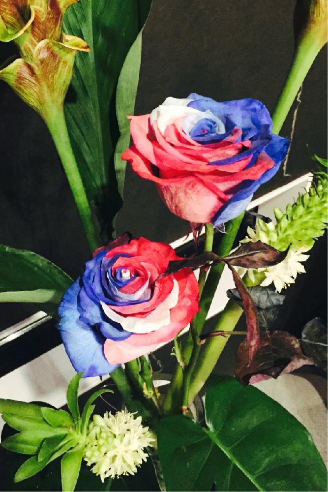 バラ 染め トリコロール の投稿画像 By さくらこさん クルクマとパイナップルリリーとモンステラと切り花と花のある暮らし 18月7月14日 Greensnap グリーンスナップ
