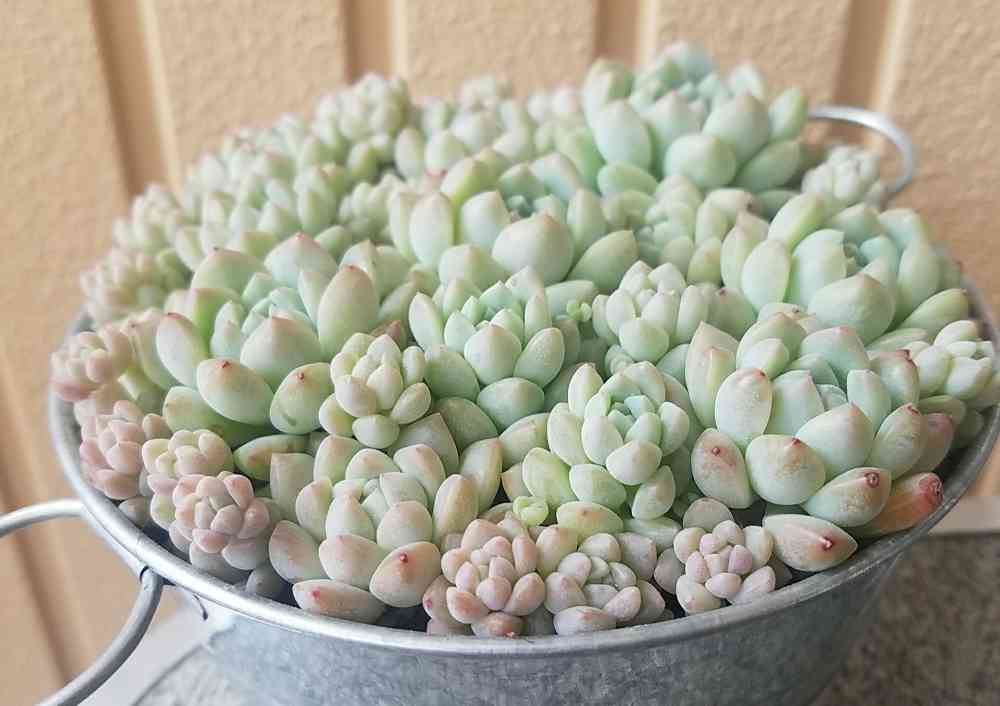 私のプロリフェラ丼ができるまで🎶｜🍀GreenSnap（グリーンスナップ）