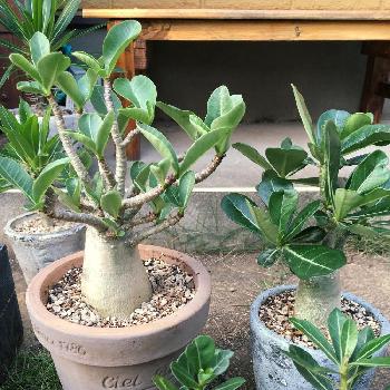 ダイソー アデニウム１号の投稿画像一覧 Greensnap グリーンスナップ