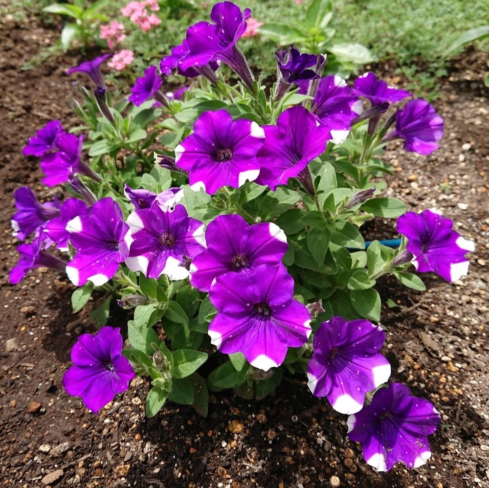 ペチュニアの投稿画像 By Hideさん 今日のペチュニアと紫色の花と職場とガーデニングと花のある暮らしと地植えと咲いた と挿し芽 18月7月14日 Greensnap グリーンスナップ