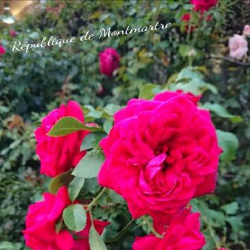 リパブリック ドゥ モンマルトルの画像 by ＹＵＭＩＫＯさん | 小さな庭とスマホ撮影と薔薇愛同盟と2018  Yumiko's garden薔薇と『きれいに咲いた！』コンテストと花が好き❤と薔薇に魅せられてと植中毒と薔薇が好き❤と何度も咲くよと花のある暮らしとリパブリック ドゥ モンマルトルと香りのバラと地植え