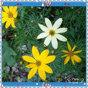 クリームイエローの花の画像 by ポコアポコさん | 小さな庭とコレオプシス属ときれいなお花と植中毒とクリームイエローの花と花のある暮らしとコレオプシス ムーンビームとかわいいな♡と北海道