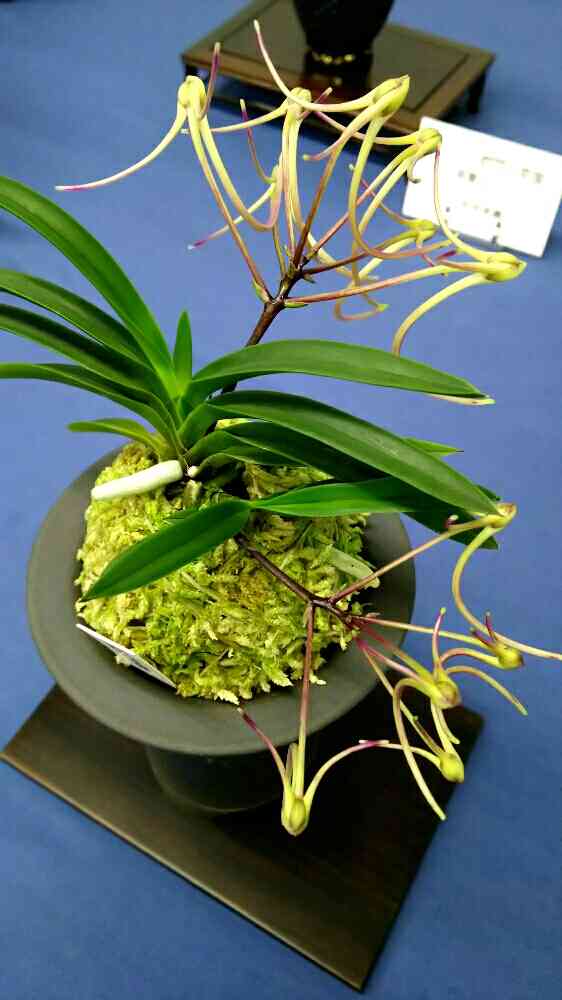 富貴蘭「万華鏡」 楽天市場】富貴蘭 万華鏡 【現品】 2本立 まんげきょう T479