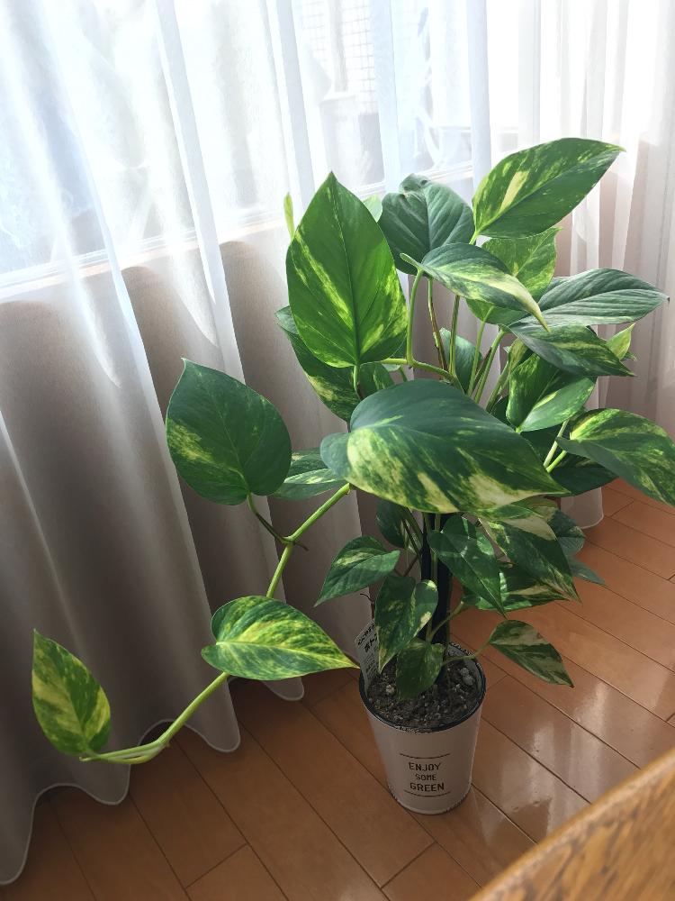 ポトスの投稿画像 By Soraさん 成長 と植物に癒されますとgs映えとgs日和と植物に感謝と花のある暮らしとやっぱり葉っぱが好き 18月7月15日 Greensnap グリーンスナップ