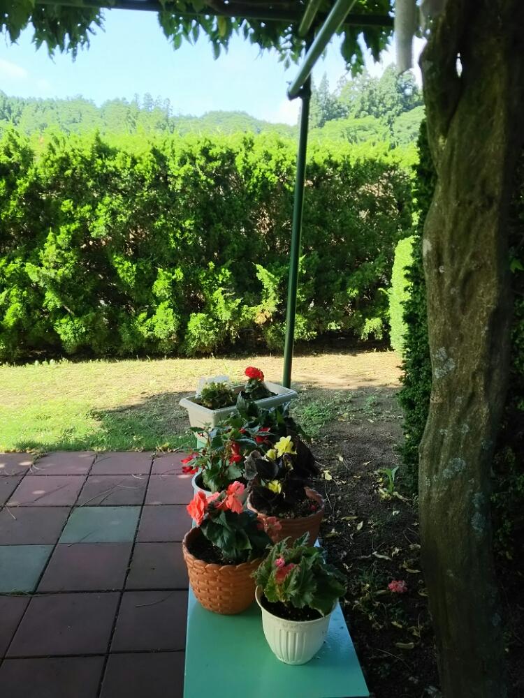 葉焼けの投稿画像 By Taeko さん 鉢植えと球根ベゴニア と花のある暮らしと暑さに弱い 18月7月15日 Greensnap グリーンスナップ