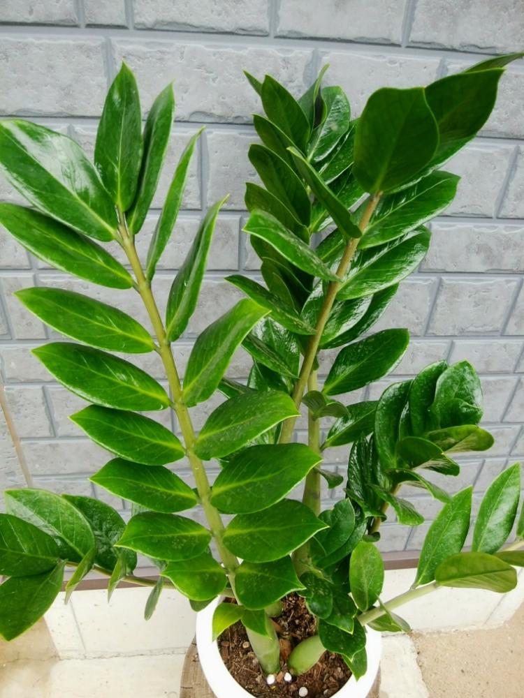 金銭樹の投稿画像 By Cccrスキさん ザミフォーリアと多肉植物と観葉植物と無修正と癒し と植中毒とザミオクルカス ザミフォーリアとしあわせ とタニラーと花のある暮らし 18月7月15日 Greensnap グリーンスナップ