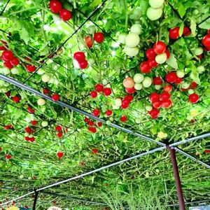 トマト,アートな野菜,北海道,写真撮ってる人と繋がりたい,恵庭市の花フォトコン2022の画像