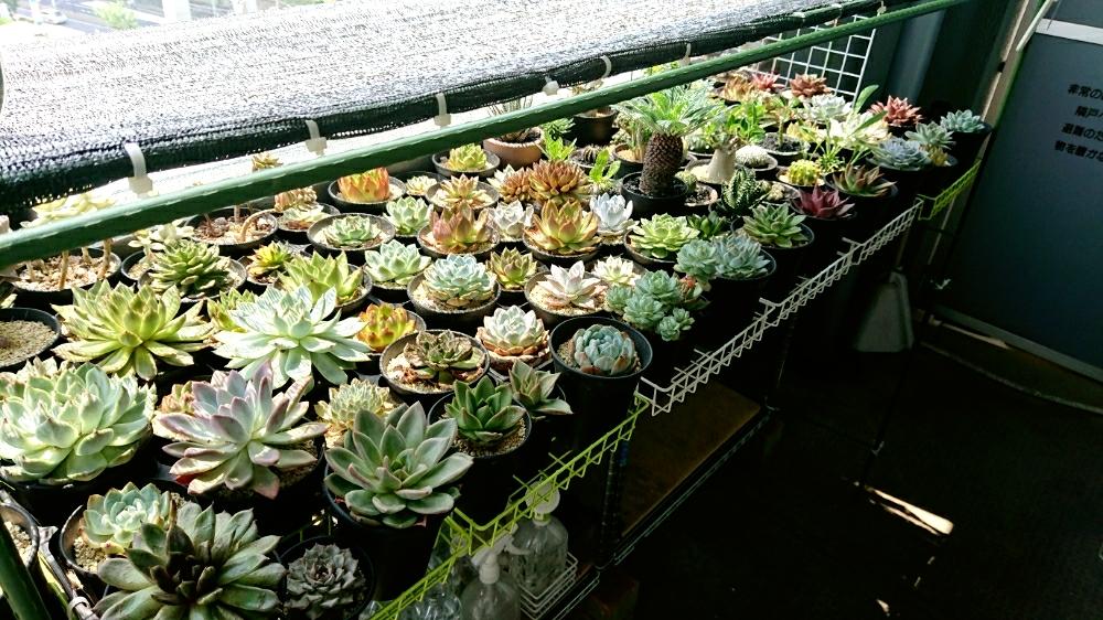 俺のサボテンの投稿画像 By ひろさん 多肉植物と多肉男子とサボテン科と植物のある暮らしと植物男子と日照台 と多肉のある暮らしと植中毒とサボテン男子とエケベリア属と我が家のガーデンとベランダーと俺の多肉植物 18月7月15日 Greensnap グリーンスナップ