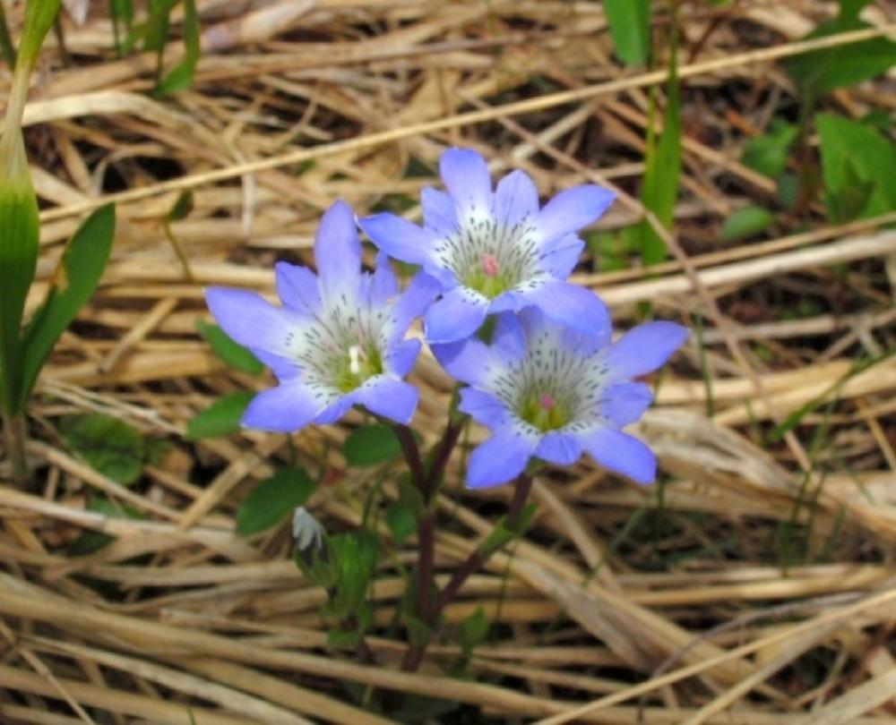 涼しげの投稿画像 By Blankaさん タテヤマリンドウ と山野草と高山植物 と尾瀬散策と花のある暮らしと緑の癒しと小さな花と紫の花 18月7月15日 Greensnap グリーンスナップ