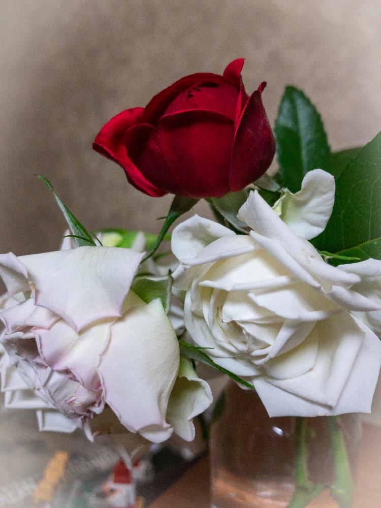 バラの投稿画像 By Shigeさん バラ ホワイトゴールドとスマホ撮影とばら バラ 薔薇と白いバラと きれいに咲いた コンテストとバラ ジークフリートと白いお花と鉢植えと花のある暮らしと白い花とばら 薔薇 バラとバラ ミニバラと赤いバラ 18月7月16日