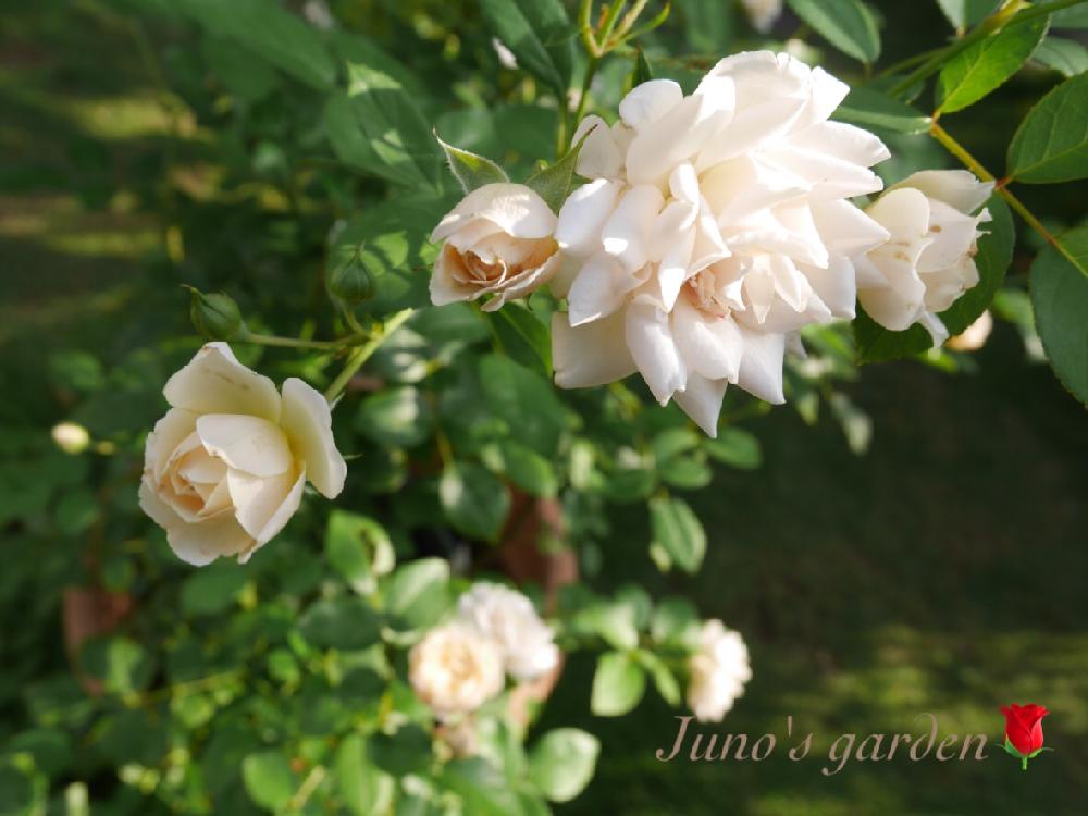 エブルアイスバーグの投稿画像 By Junoさん バラと繰り返し咲きと薔薇愛同盟と私のこだわりバラとno Green No Lifeとアイスバーグ と 四季咲きと花のある暮らしと中輪 18月7月16日 Greensnap グリーンスナップ