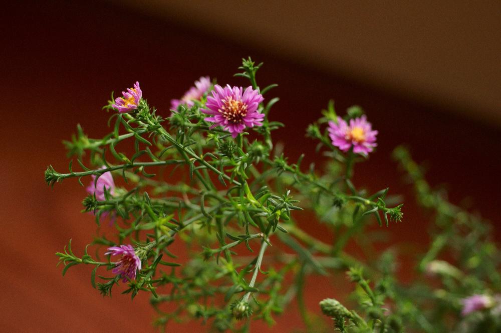 クジャクソウの投稿画像 By ちーこさん 綺麗と気品のある花と小さい花と花のある暮らしとお花が好き 18月7月16日 Greensnap グリーンスナップ