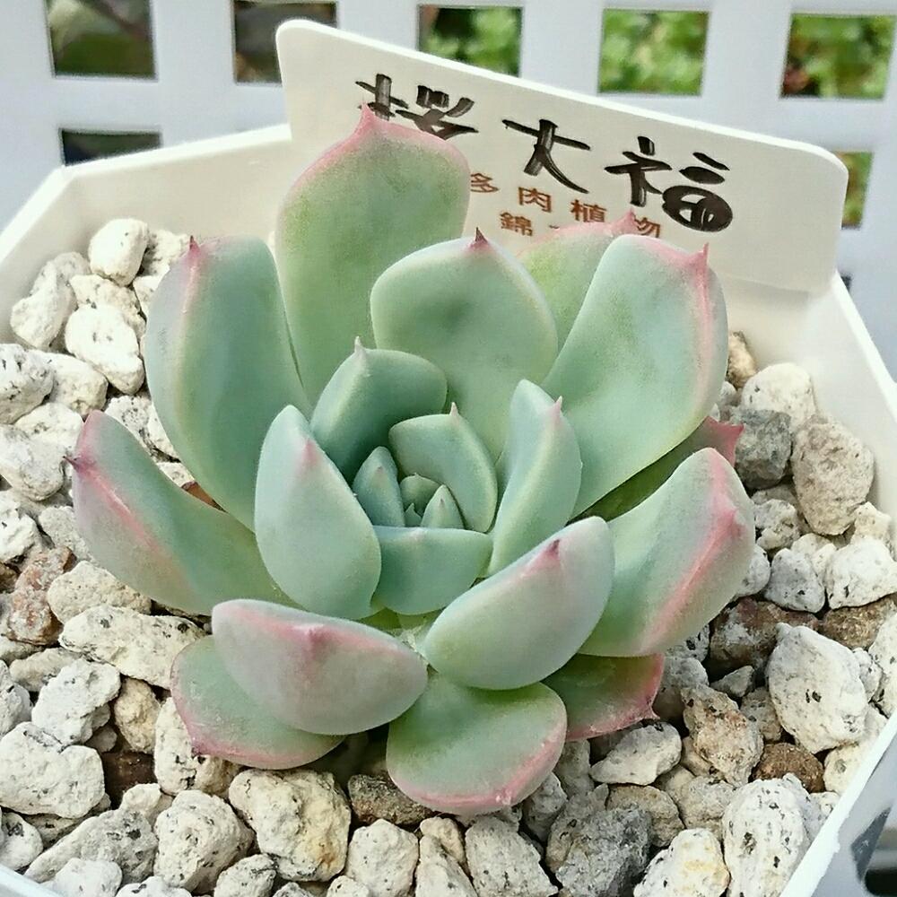 桜大福(錦玉園) 札付き