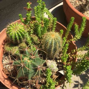 グリーンペット,多肉植物、サボテン寄せ植え,アプローチの画像