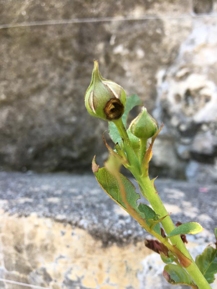 ホソオビアシブトクチバの幼虫の食害の投稿画像 By Rosarian Prince ラビたむさん 害虫被害と夜盗虫の食害と薔薇の夏バテと薔薇 を楽しむと無農薬と夏バテさせない工夫と薔薇の初心者教室とバラ ミニバラとロザリアン 18月7月16日 Greensnap グリーンスナップ