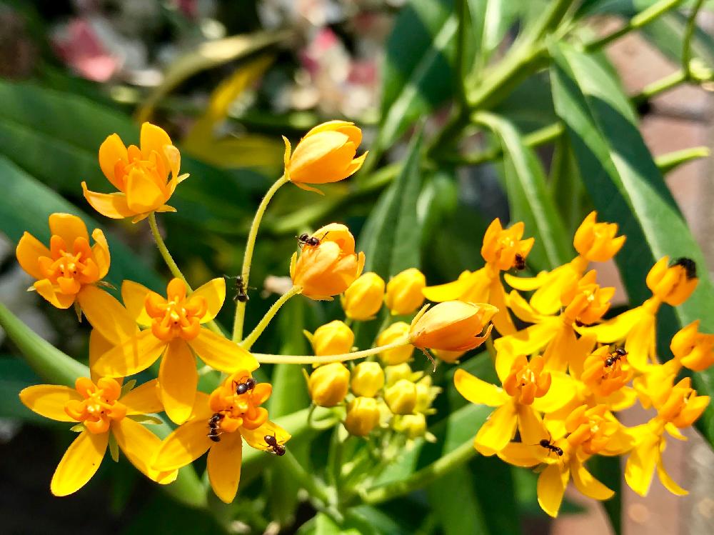 ヤナギトウワタの投稿画像 By エビスさん 花のある散歩道と花のある散歩道 18月7月16日 Greensnap グリーンスナップ Greensnap グリーンスナップ