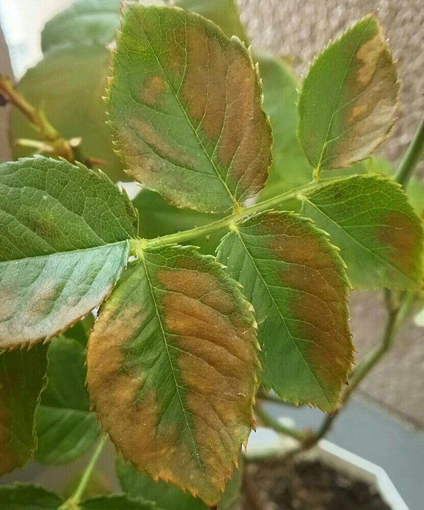 薔薇の投稿画像 By さくやさん 相談とばら バラ 薔薇とバラ ミニバラ 18月7月16日 Greensnap グリーンスナップ