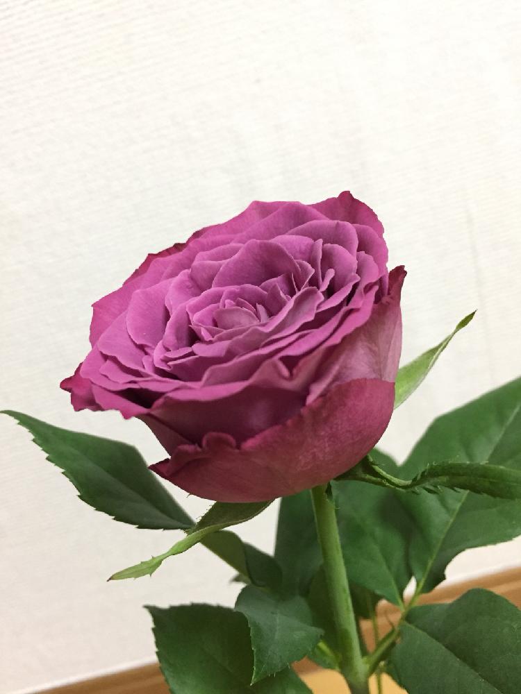 薔薇の投稿画像 By のむさん ヤギパープルとgs映えと花のある暮らしと薔薇 といい匂い と切り花 18月7月16日 Greensnap グリーンスナップ