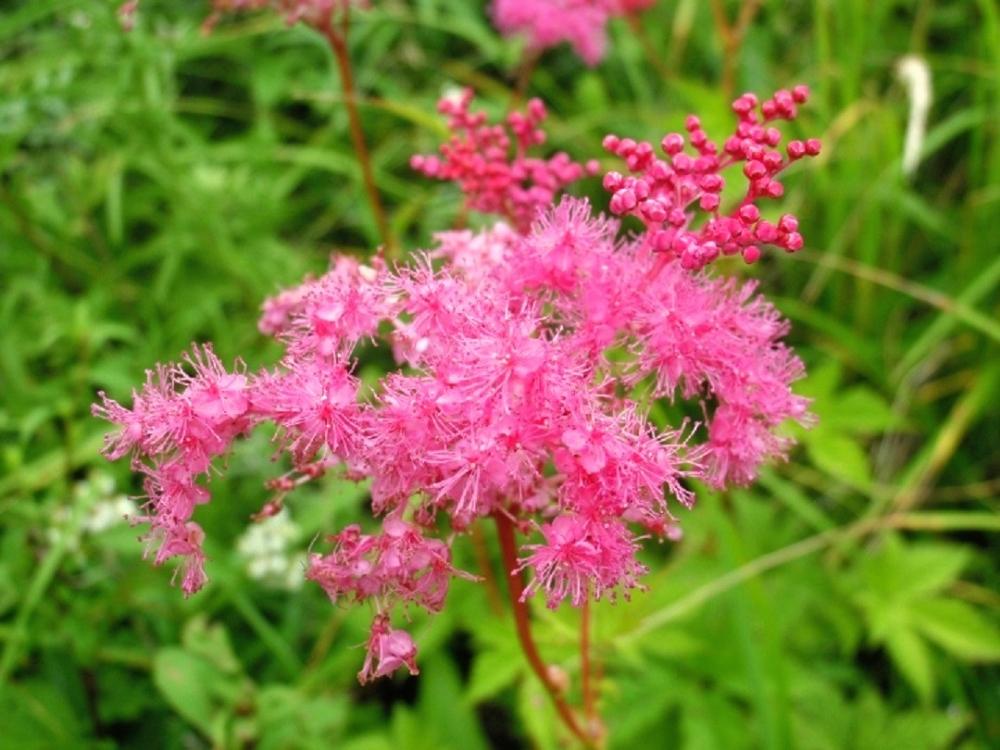 ピンクの花の投稿画像 By Blankaさん 清里高原と山野草と可愛い花と高山植物 と花のある暮らしと小さな花 18月7月16日 Greensnap グリーンスナップ