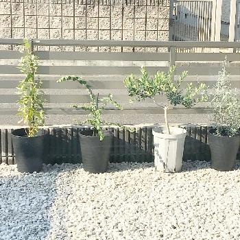 ユーカリ アップルボックスの投稿画像一覧 Greensnap グリーンスナップ