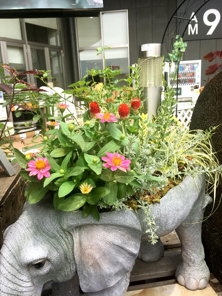 象の花子の投稿画像 By カインズさん ゾウの花子とオシャレとカインズと活力剤とホームセンターと花 のある暮らしとかわいいとメネデールと花子寄せ植えと花子とカインズ浦和美園店とカインズホームとリキダス 18月7月16日 Greensnap グリーンスナップ