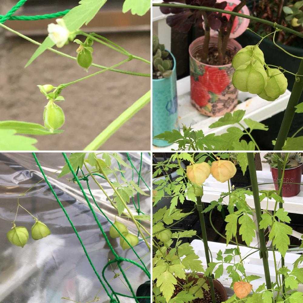 植物栽培初心者がフウセンカズラを育ております Greensnap グリーンスナップ