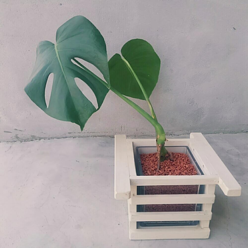 モンステラの投稿画像 By Tannin8さん 根詰まりと観葉植物と植物男子とセラミスとセラミス仕立てとハイドロカルチャーとgs映えとno Green No Lifeと植え替え完了 とガレージジャングル化計画とジャングル化計画 18月7月16日 Greensnap グリーンスナップ