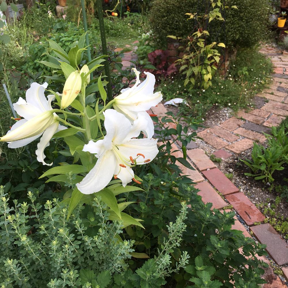 カサブランカの投稿画像 By Siroopさん きれいに咲いた コンテストと 私に花を 暮らしに華を コンテストと地植え と きれいに咲いた コンテストと 私に花を 暮らしに華を コンテストと地植え 18月7月16日 Greensnap グリーンスナップ