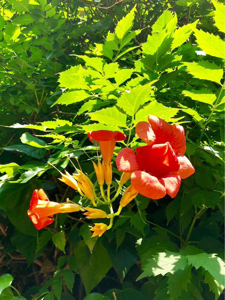 サネカズラの投稿画像 By コゥさん 公園とgs映えと夏の花と植中毒と鮮やか と快晴と花のある暮らし 18月7月16日 Greensnap グリーンスナップ