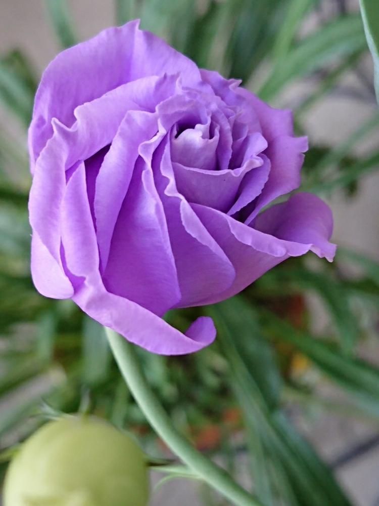 トルコキキョウ 紫の投稿画像 By Yamacciさん 暑い とトルコキキョウ ときれいとつぼみとうれしい と可愛いと花のある暮らしとかわいい 18月7月17日 Greensnap グリーンスナップ