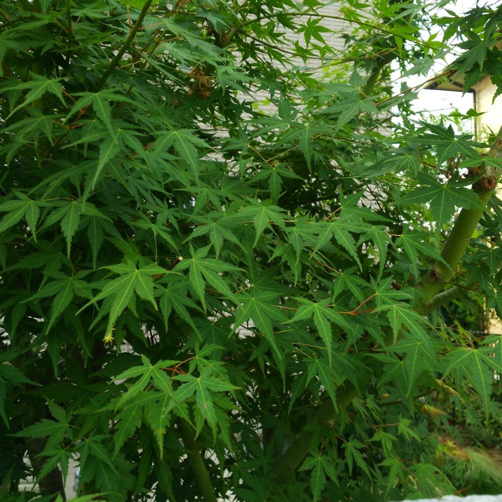 イロハモミジの投稿画像 By くろのわーるさん 小さな庭と害虫被害とイラガ と害虫被害とイラガ 18月7月17日 Greensnap グリーンスナップ Greensnap グリーンスナップ
